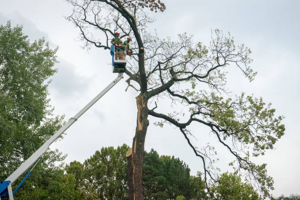 Best Stump Grinding Near Me  in Island Heights, NJ